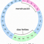 Calendario de Embarazo